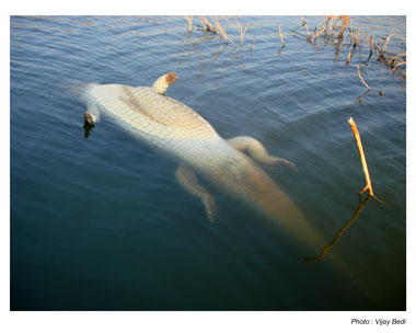 dead bodies floating ashore
