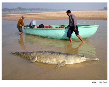 boatmen with dead gharial
