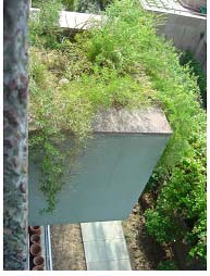 Annnexe ledge where first peahen laid her egg