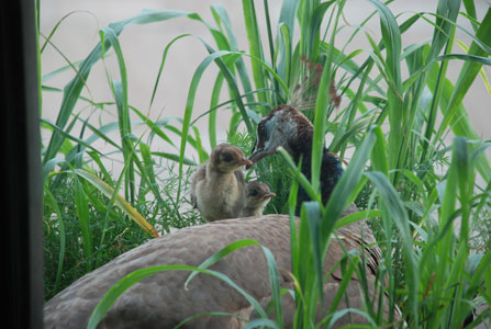 with the newborn