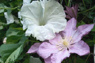 morning glory