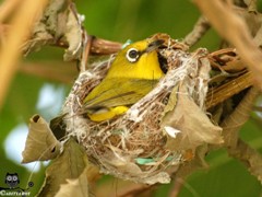 Oriental White-Eye Incubating
