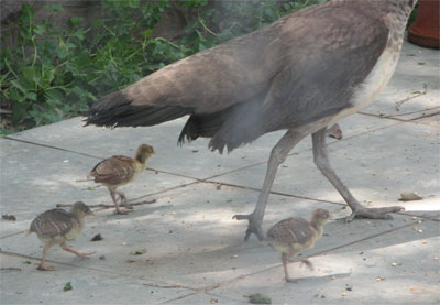 keeping step!