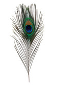feather