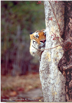 A camera-shy Tiger peeks out