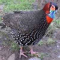 Western Tragopan, male, displaying