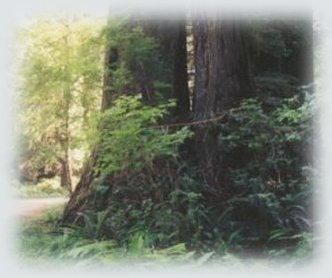 Redwoods in northern California