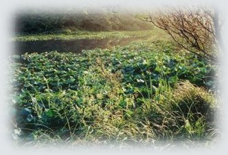 Wetlands