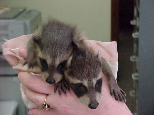Baby coons found after cutting tree. 2 others did not make it thhrough injuries.