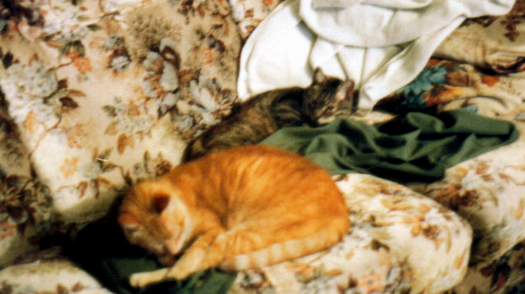 Waking Kitties
