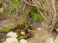 lostcreek11-42702