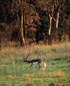 Quick time Movie on Jungle Safari