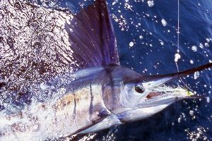 Sailfish