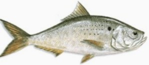 Atlantic Menhaden