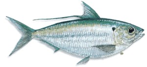 Atlantic Thread Herring