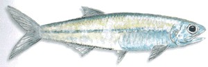 Bay Anchovy