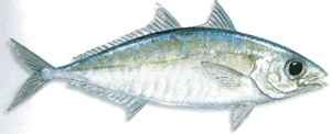 Bigeye Scad