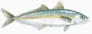 Cigar Minnow