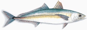 Redtail Scad