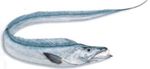 Ribbon Fish