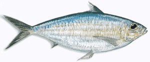 Scaled Sardine