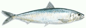Spanish Sardine