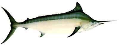 Black Marlin
