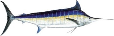 Blue Marlin
