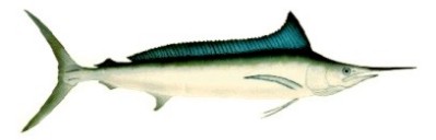 Longbill Spearfish