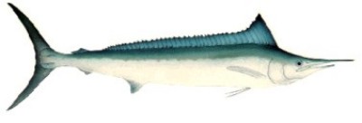 Mediterranean Spearfish