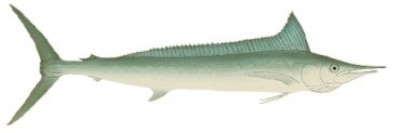 Shortbill Spearfish