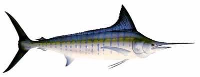Striped Marlin