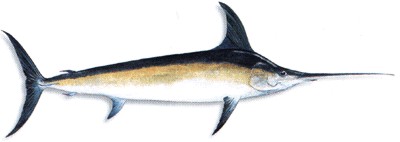 Broadbill Swordfish