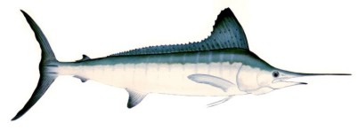 White Marlin