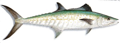 Cero Mackerel