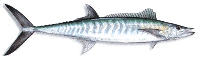 King Mackerel