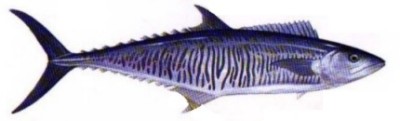 Narrowbarred Mackerel