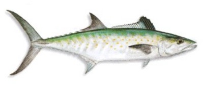 Spanish Mackerel