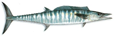 Wahoo