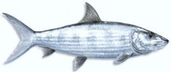 Bonefish