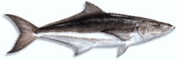 Cobia