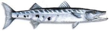 Great Barracuda