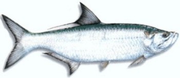 Tarpon