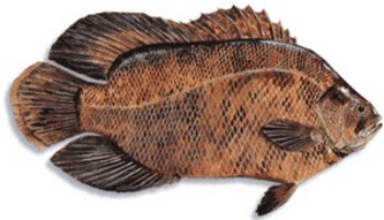 Tripletail