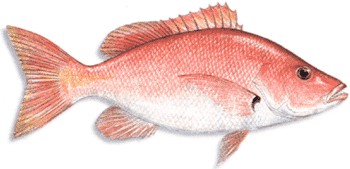 Blackfin Snapper