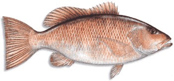 Cubera Snapper