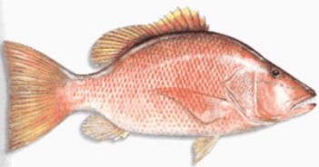 Dog Snapper
