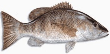Gray Snapper