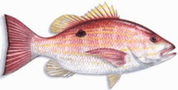 Lane Snapper