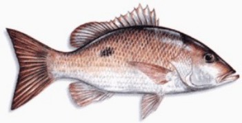 Mahogany Snapper